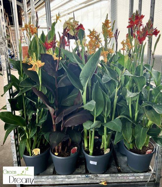 <h4>CANNA CANNOVA GEM</h4>