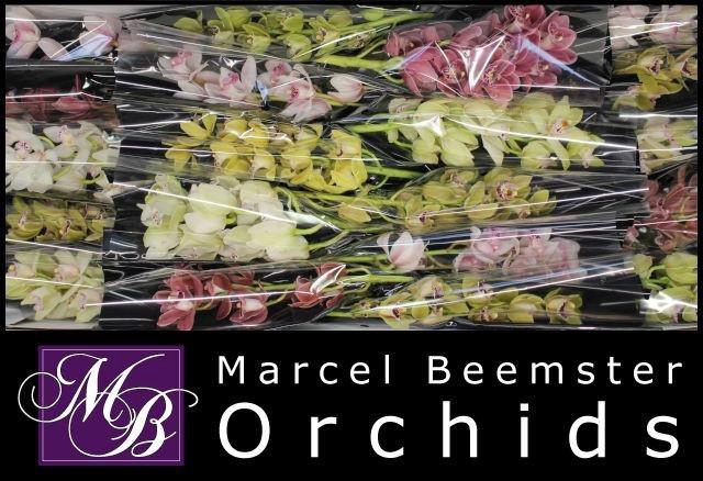 <h4>CYMB MI GEM</h4>