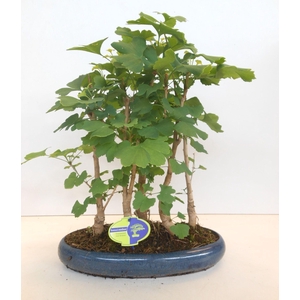 Ginkgo Biloba, group 5 stem, with driptray