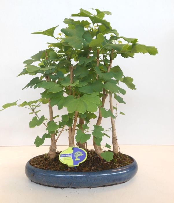 <h4>Ginkgo Biloba, group 5 stem</h4>