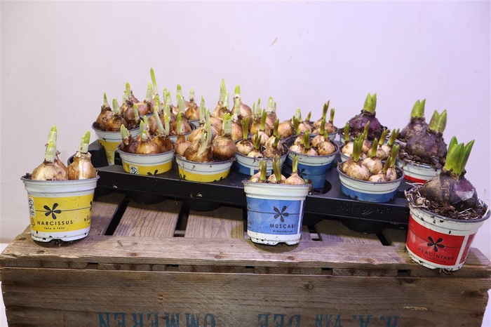 <h4>Bolbloemen Gem</h4>