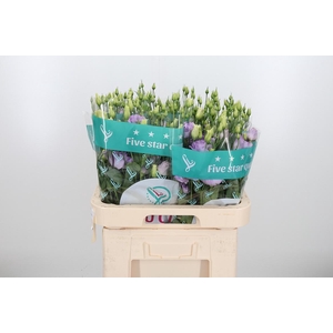 Eus G Lisanne D Lave