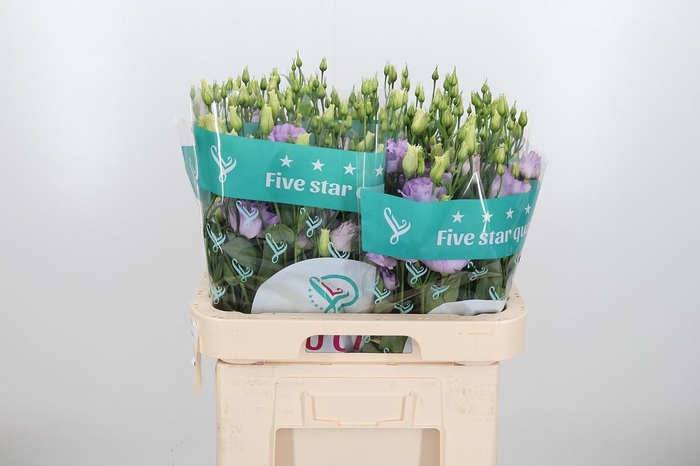 <h4>Eus G Lisanne D Lave</h4>