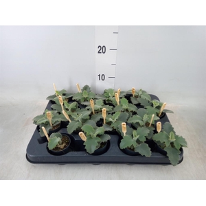 Kalanchoe NF beharensis