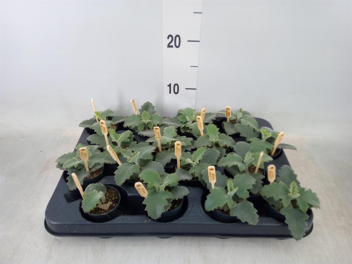 <h4>Kalanchoe NF beharensis</h4>