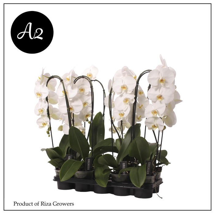 <h4>Phalaenopsis A2 Flow Tokyo 1 spike – 12cm</h4>