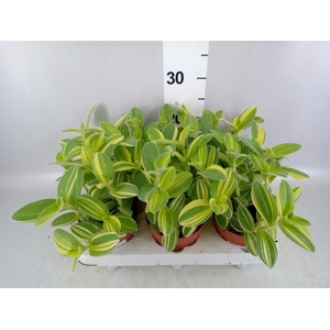 Tradescantia ...