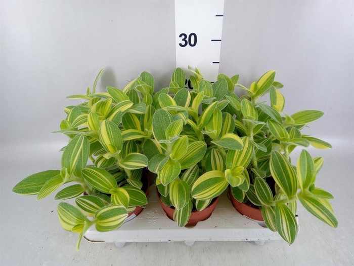 <h4>Tradescantia   ...</h4>