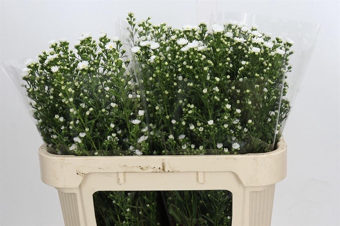 <h4>Ast Paquita</h4>