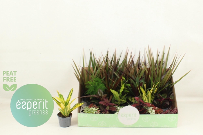 <h4>KAMERPL GEM OV</h4>