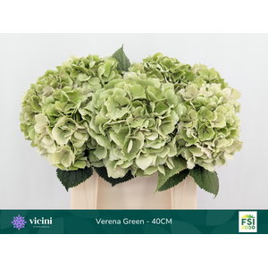 Verena Green - 40CM