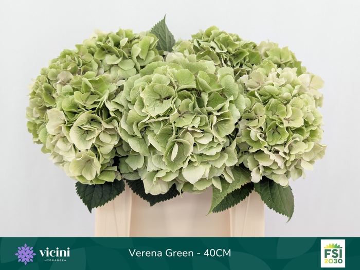 <h4>Verena Green - 40CM</h4>