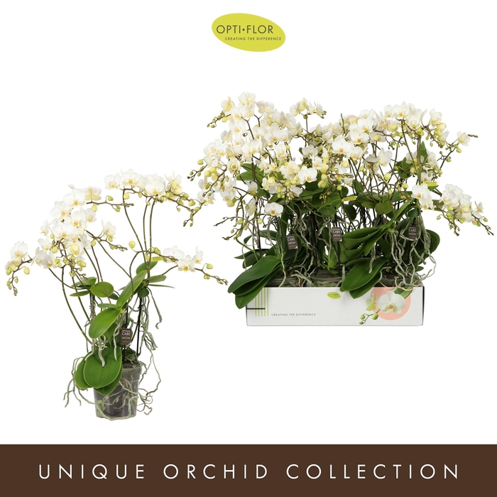 <h4>PHAL OPTI MULTIFLORA KEEKIE 3+ SPIKE</h4>