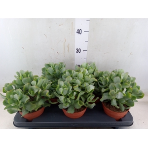 Crassula arborescens