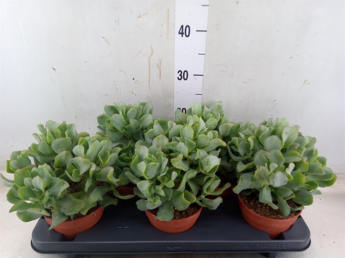 <h4>Crassula arborescens</h4>