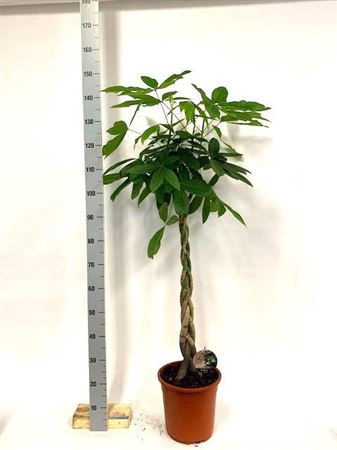 Pachira Aquatica