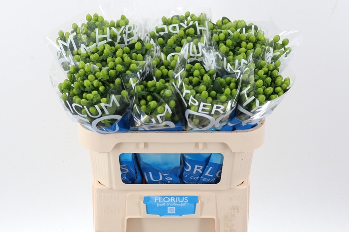 <h4>Hyp Coco Bamboo</h4>