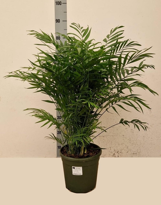 <h4>CHAMAED ELEGANS</h4>