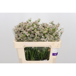 Astrantia Wit Billion Stars