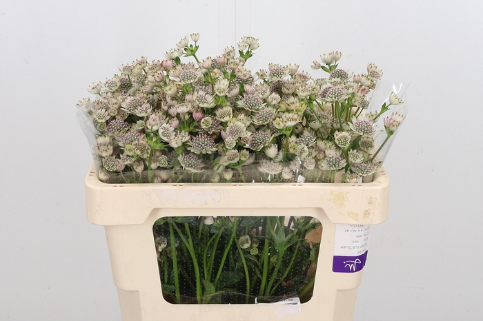 <h4>Astrantia Wit Billion Stars</h4>