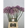 ALLIUM PINK JEWEL