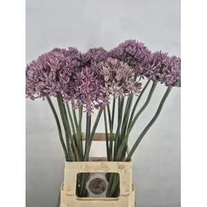 ALLIUM PINK JEWEL