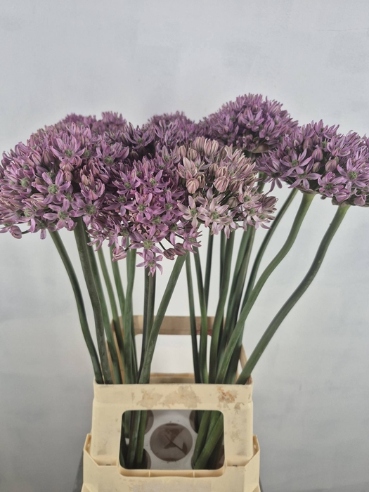 <h4>ALLIUM PINK JEWEL</h4>