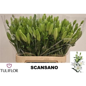 Li La Scansano