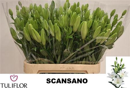 <h4>Li La Scansano</h4>
