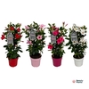 Mandevilla Sundaville mélangé