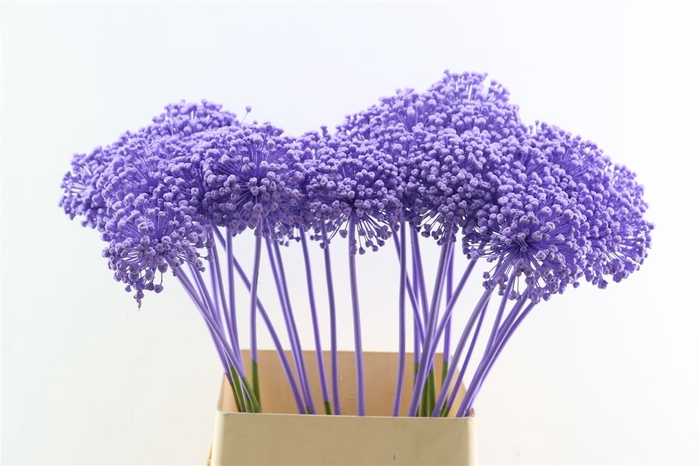 <h4>Allium Kbh Milka P St</h4>