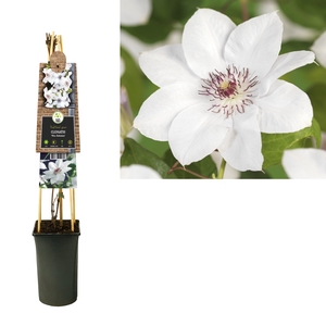 Clematis 'Miss Bateman' 3.0 label