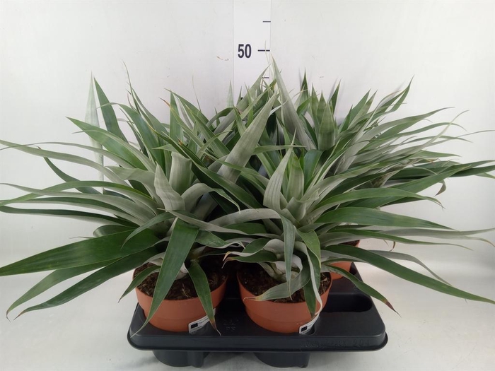 <h4>Bromelia   ...</h4>