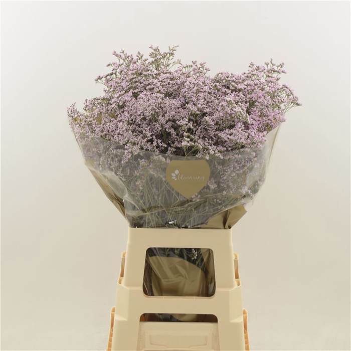 <h4>Limonium Safora Oshi Pink</h4>