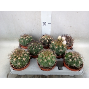 Gymnocalycium saglionis