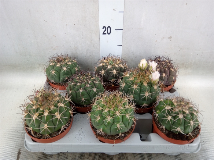 <h4>Gymnocalycium saglionis</h4>
