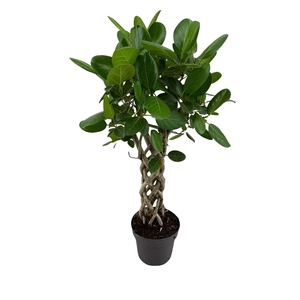 Ficus benghalensis 'Audrey'