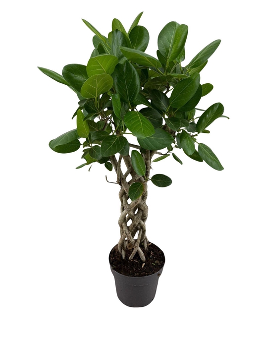 <h4>Ficus benghalensis 'Audrey'</h4>