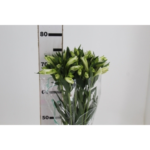 ALSTROEMERIA AKEMI 080 CM