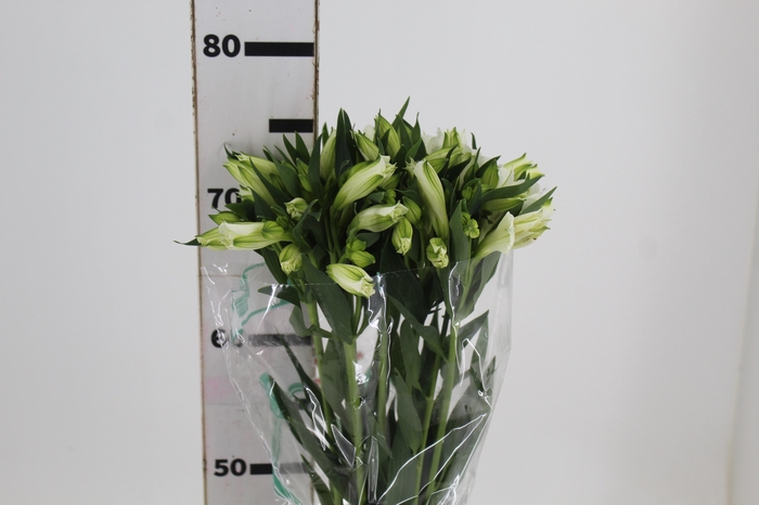 <h4>ALSTROEMERIA AKEMI 080 CM</h4>