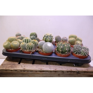 arr8 Cactus Gem Bol Mix