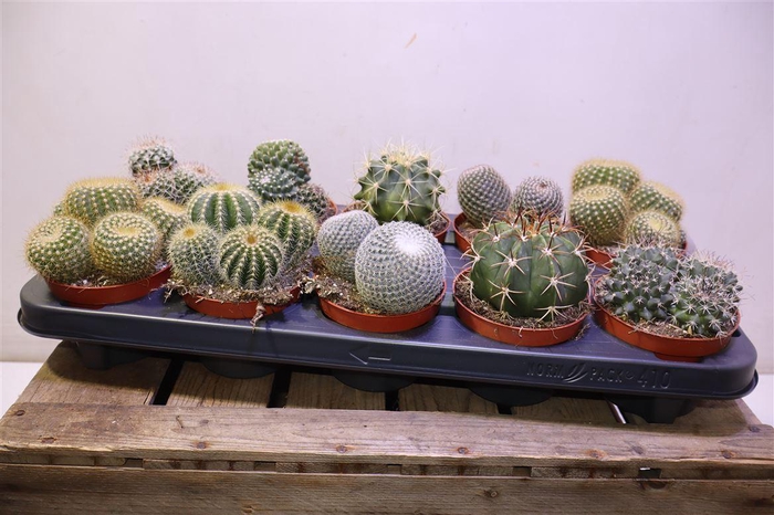 <h4>arr8 Cactus Gem</h4>