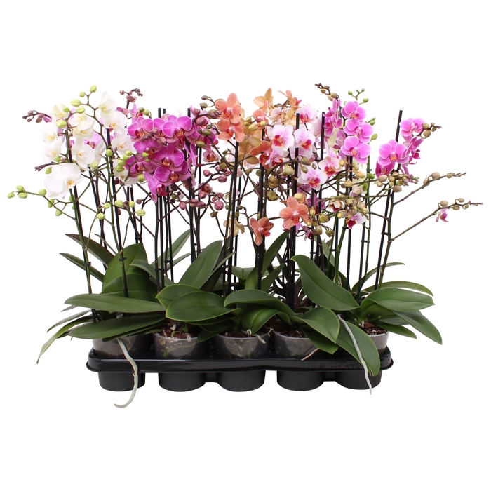<h4>Phal. Multiflora 2-tak 30+ bloem vertakt 5 kleuren</h4>