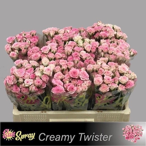 Rosa spray creamy twister