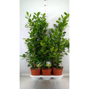 Ficus microcarpa 'Moclame'