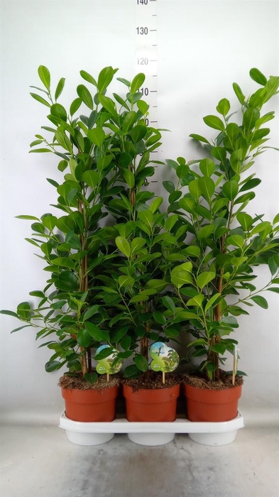 <h4>Ficus microcarpa 'Moclame'</h4>