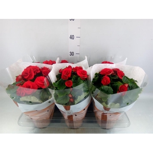 Begonia elat. DU 'Halo'