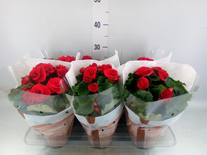 <h4>Begonia elat. DU 'Halo'</h4>