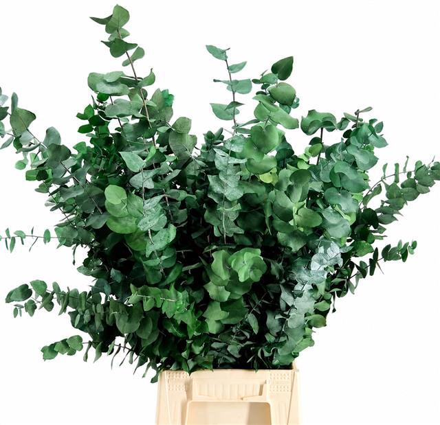 <h4>Euc. Stuart Preserved Green</h4>