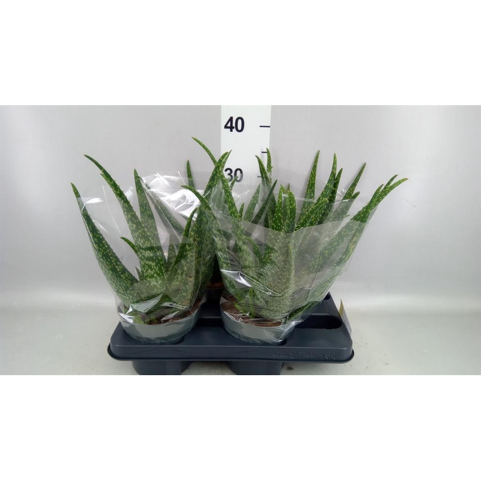 <h4>Aloe vera</h4>